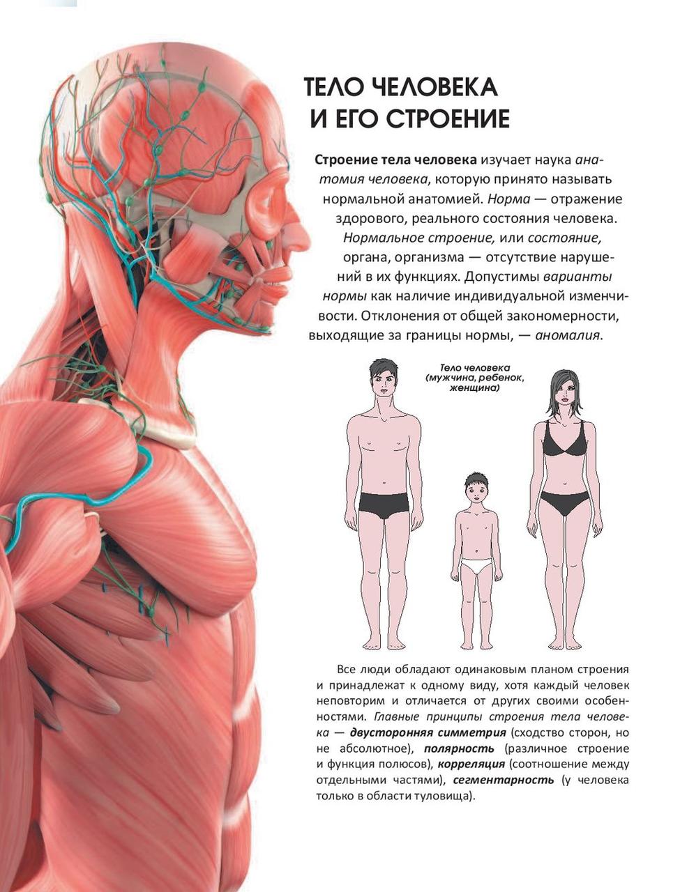 Популярный атлас анатомии человека - фото 5 - id-p194035846