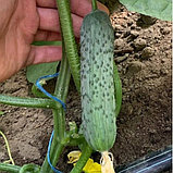 Огурец "Анвар" F1 , Франция, (10шт), фото 2