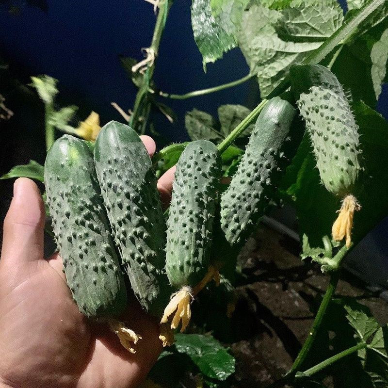 Огурец "Анвар" F1 , Франция, (10шт)