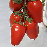Томат "Айдар" F1 , Франция, (5 шт), фото 2