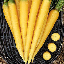 Морковь столовая "Еллоустоун" F1, Голландия, (0,3 гр)