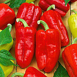Перец сладкий "Барби" F1, Голландия, (5 шт), фото 2