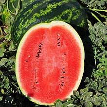 Арбуз "Ливия " F1 (5 шт), Франция