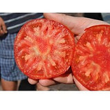 Томат "Сарра" F1 , Франция, (5 шт), фото 2