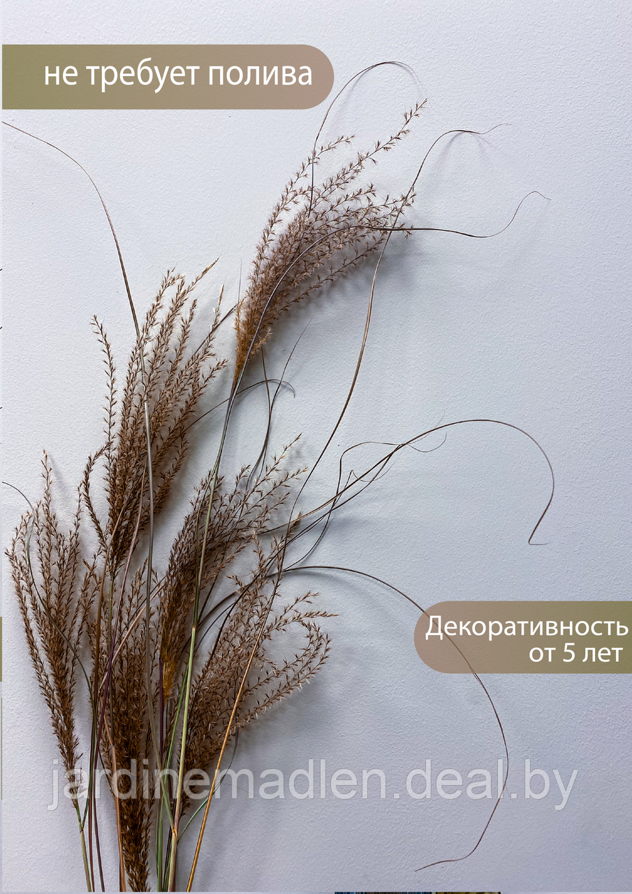 Сухоцвет злак "Мискантус" композиция в вазу, 50см - фото 3 - id-p194147050
