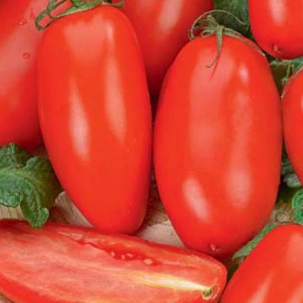 Томат "Хайпил 108" F1, Голландия, (10 шт)