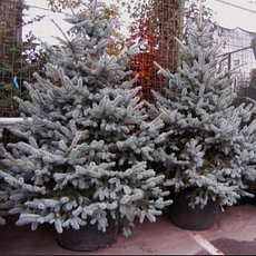 Елка живая новогодняя голубая Глаука 225-250 см, срезка, фото 3