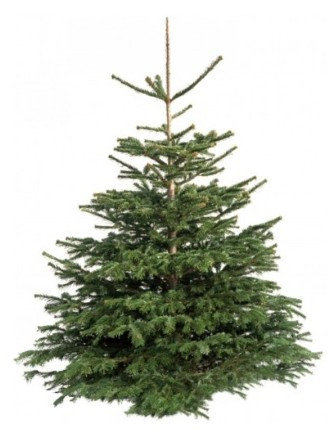 Пихта Нордмана 250-300 см (Standart, Датская новогодняя елка) живая, срезанная, фото 2