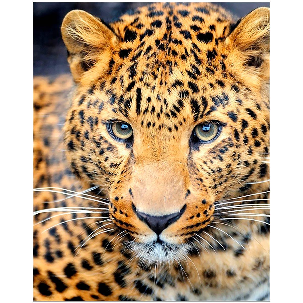Картина стразами "Взгляд леопарда" - фото 1 - id-p194236047