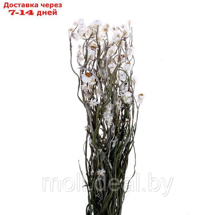 Сухоцвет Хризантема, 60 г в упаковке - фото 2 - id-p193971422