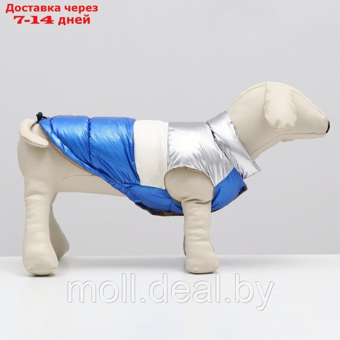 Куртка для собак с утяжкой размер 10 (ДС 25, ОГ 34,ОШ 24), серебряно-синяя - фото 2 - id-p194196442