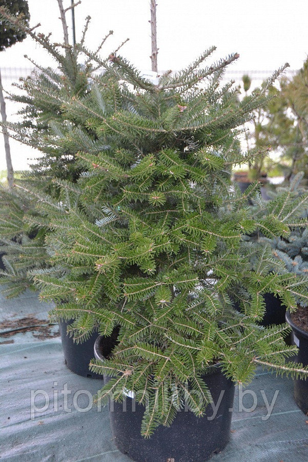 Пихта корейская (Abies koreana)