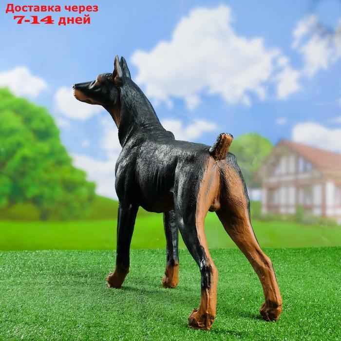 Садовая фигура "Собака Доберман" большой стоит - фото 3 - id-p193945391