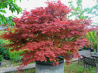 Клен Атропурпуреум (Acer palmatum `Atropurpureum) С35, выс.150 см