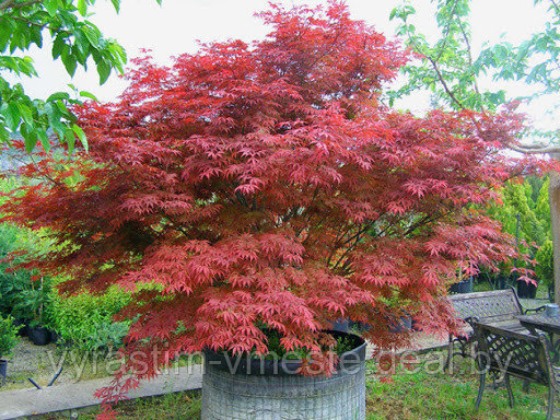 Клен Атропурпуреум (Acer palmatum `Atropurpureum) С35, выс.150 см - фото 1 - id-p194530819