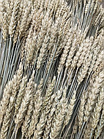 Колосья пшеницы (тритикум) , натуральные, 50шт.