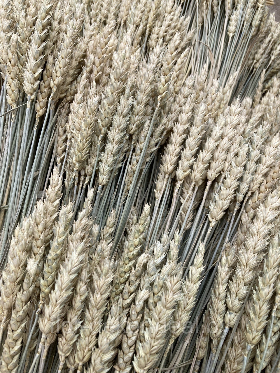 Колосья пшеницы (тритикум) , натуральные, 50шт. - фото 1 - id-p194539859