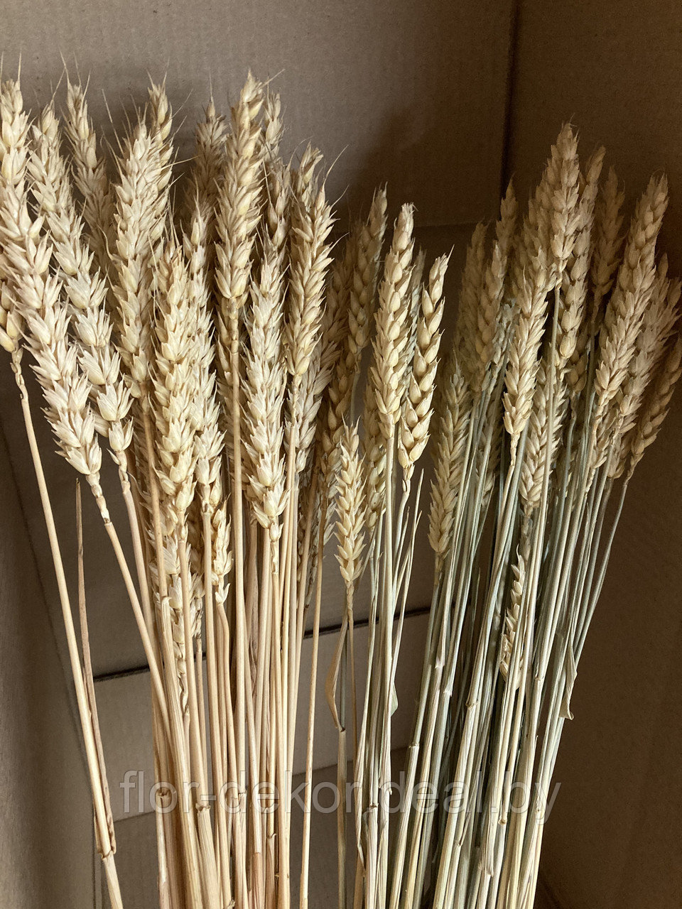Колосья пшеницы (тритикум) , натуральные, 50шт. - фото 2 - id-p194539859
