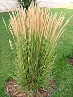 Вейник остроцветковый (Calamagrostis acutiflora), С20, выс: 150 см