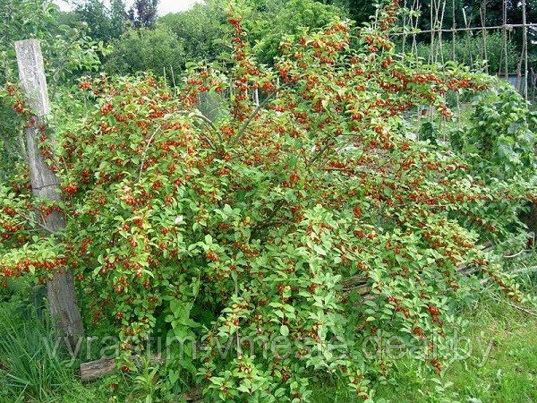 Гуми или лох многоцветковый (Elaeagnus multiflora), саженцы с открытой корневой системой. - фото 2 - id-p194575797
