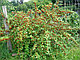 Гуми или лох многоцветковый (Elaeagnus multiflora), саженцы с открытой корневой системой., фото 2
