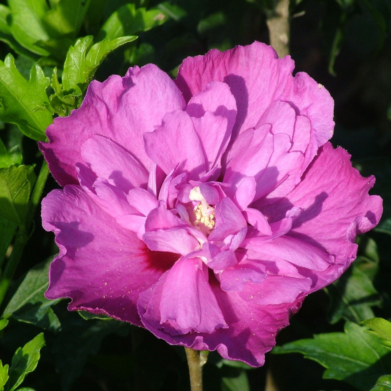 Гибискус сирийский "Перпл Раффлс" (Purple Ruffles), С5