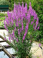 Дербенник иволистный (Lythrum salicaria), Р9