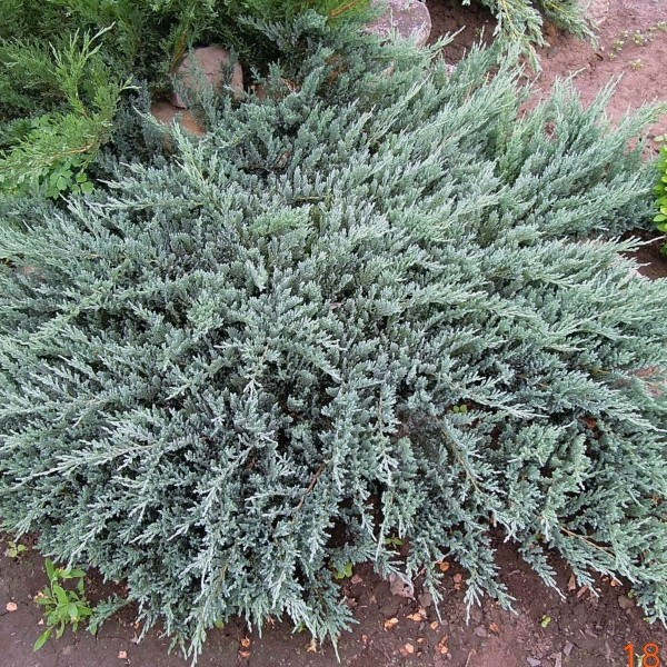 Можжевельник горизонтальный "Блю Чип" (Blue Chip), С5