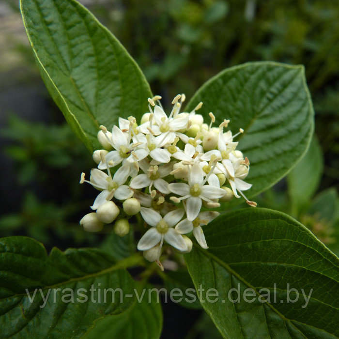 Дёрен отпрысковый Флавирамеа (Cornus stolonifera Flaviramea), С 20, выс. 150-170 см - фото 3 - id-p194577362