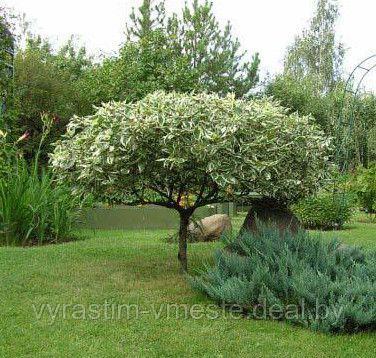 Дерен белый Элегантиссима на штамбе (Cornus alba 'Elegantissima'), С10, выс. 130-160 см - фото 1 - id-p166758673