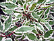 Дерен белый Элегантиссима на штамбе (Cornus alba 'Elegantissima'), С10, выс. 130-160 см, фото 2