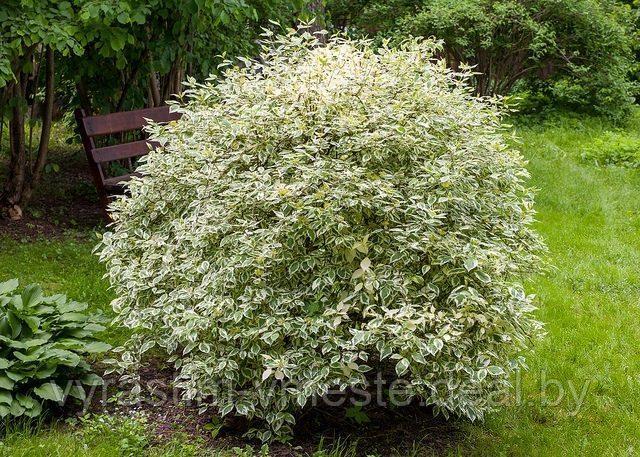 Дерен белый Элегантиссима (Cornus alba 'Elegantissima'), С35, выс. 150-160 см - фото 2 - id-p166758791