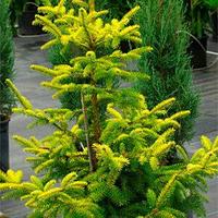 Ель обыкновенная Ауреа (Picea abies Aurea), С5, выс. 50-70 см