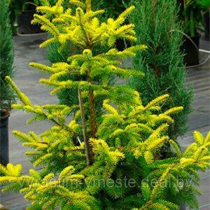 Ель обыкновенная Ауреа (Picea abies Aurea), С5, выс. 50-70 см - фото 1 - id-p48635999