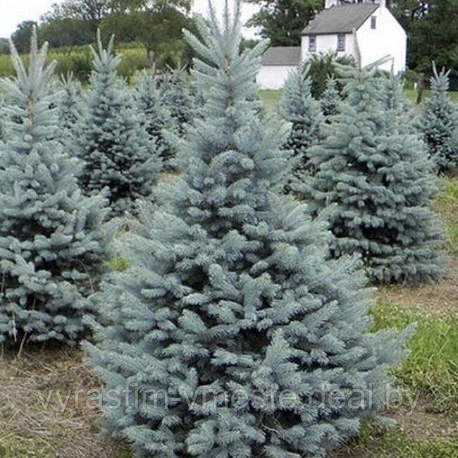 Ель колючая голубая Роял Блю (Picea pungens 'Royal blue'), С35, выс:110 см