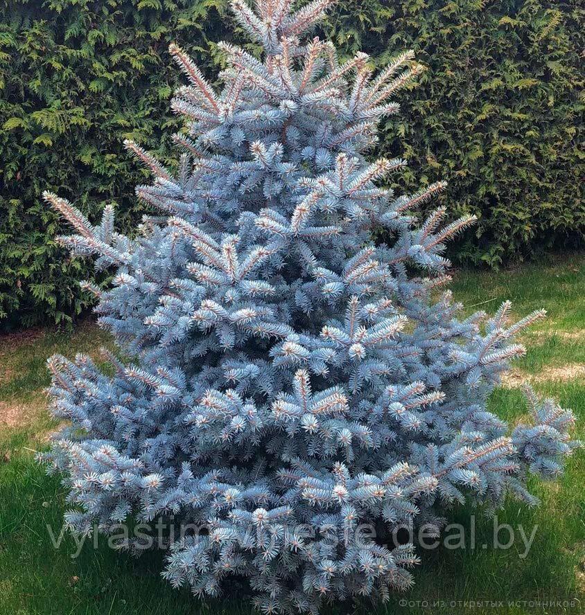 Ель колючая голубая Роял Блю (Picea pungens 'Royal blue'), С35, выс:200 см