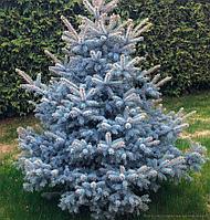 Ель колючая голубая Роял Блю (Picea pungens 'Royal blue'), С35, выс:200 см