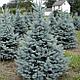 Ель колючая голубая Роял Блю (Picea pungens 'Royal blue'), С35, выс:200 см, фото 2