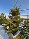 Ель обыкновенная Ауреа (Picea abies Aurea), С35, выс.210 см, фото 2