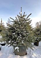 Ель колючая Глаука (Picea pungens Glauca) С35, выс:160-190 см