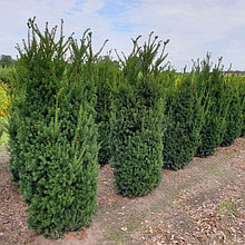 Тис средний "Хилли" (Hillii), С5