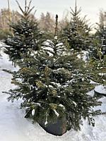Ель колючая Глаука (Picea pungens Glauca) С35, выс: 150 см