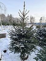 Ель колючая Глаука (Picea pungens Glauca) С35, выс:210-230 см