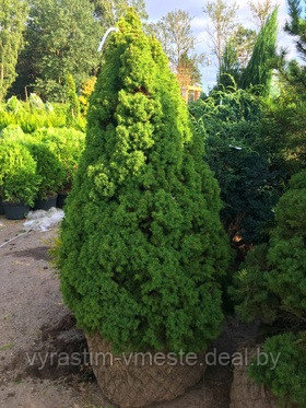 Ель канадская Коника (Picea glauca Conica )С 35 В.110-130 см - фото 3 - id-p167444272