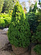Ель канадская Коника (Picea glauca ‘Conica’)С 35 В.110-130 см, фото 3