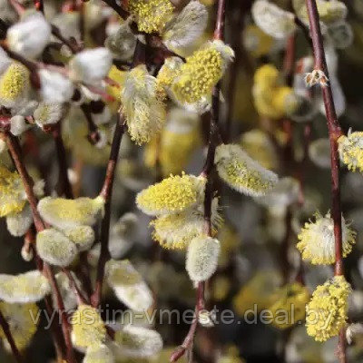 Ива Курли Локс на штамбе (Salix carpea Curly Locks) С3, выс: 90-100 см - фото 3 - id-p194658122