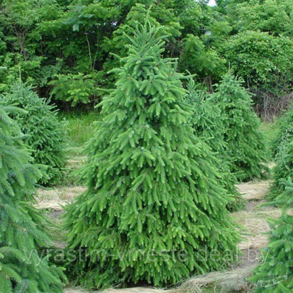 Ель сербская (Picea Omorika ) С5 В.60-90 см - фото 1 - id-p4241408