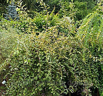 Ива Курли Локс (Salix carpea Curly Locks) С3, выс:40-60 см