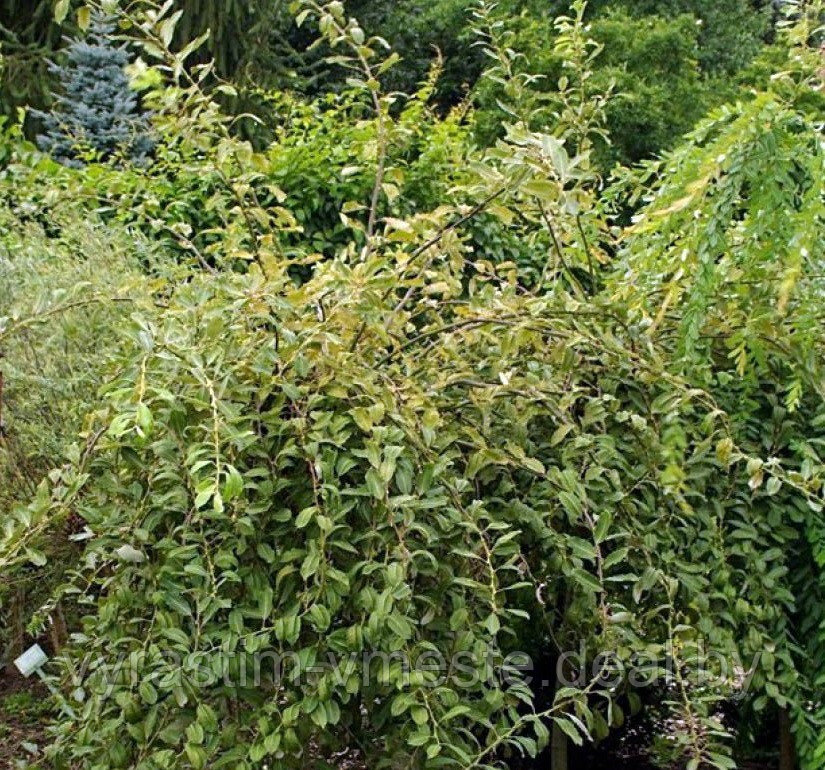 Ива Курли Локс (Salix carpea Curly Locks) С3, выс:40-60 см - фото 1 - id-p175826177