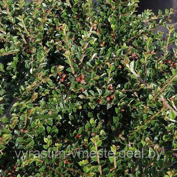 Кизильник Даммера (Cotoneaster dammeri) С2 В.30 см - фото 3 - id-p194729028